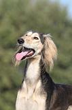 SALUKI 091